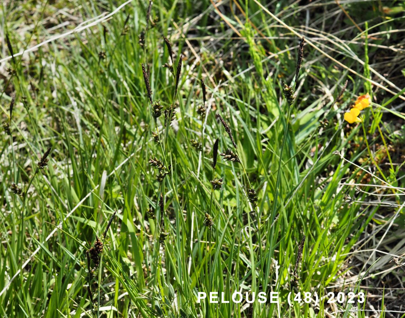 Sedge, Tawny plant